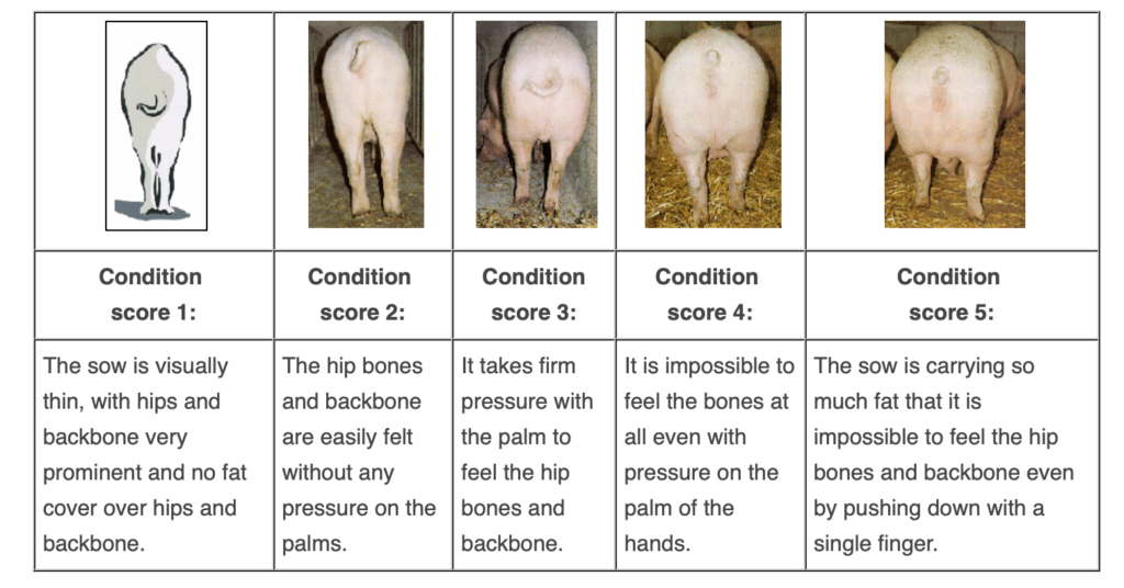 Pig Breeding Process